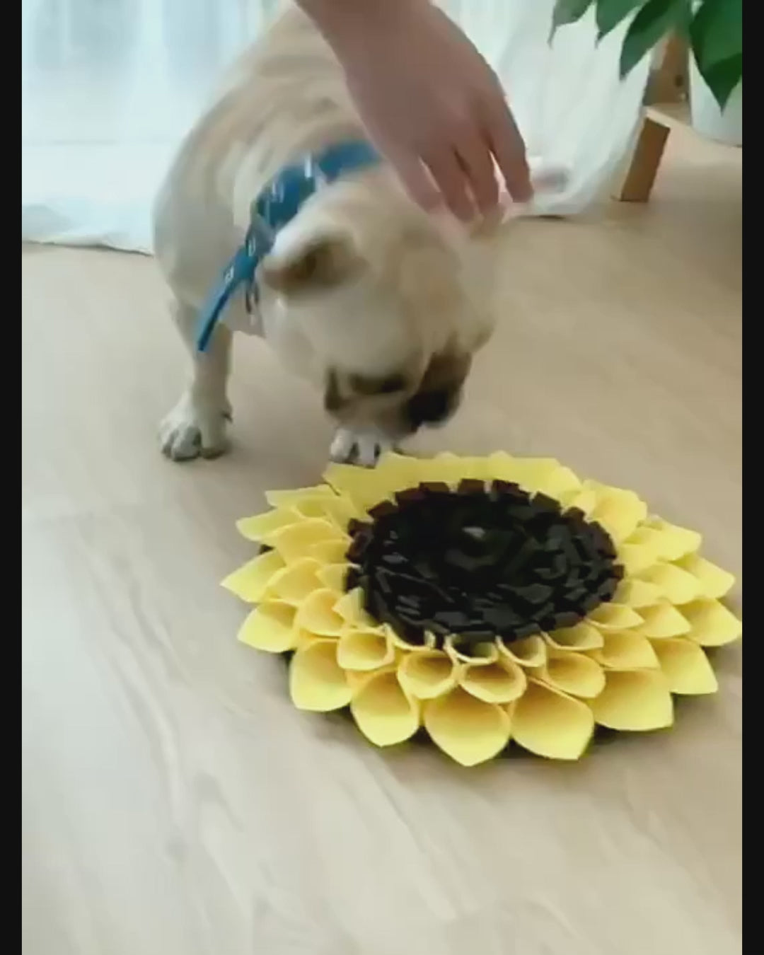 Aktiveringsmatta "Solros" – Minska stress & stimulera din hund